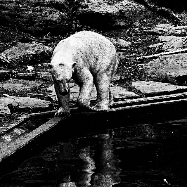 Tiergarten Nürnberg