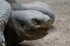 Galápagos-Riesenschildkröte (Zoo Zürich)