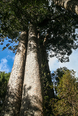 Waiau Kauri grove
