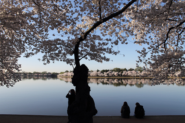 at the Tidal Basin