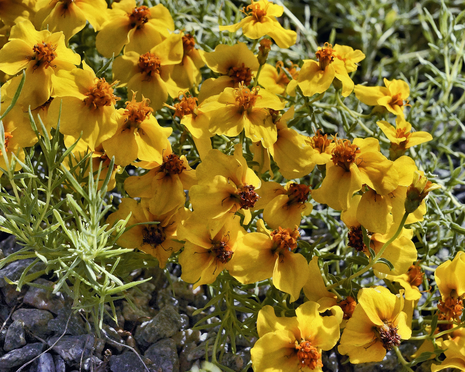 Zinnia Grandiflora – Alpine Garden, Botanical Garden, Montréal, Québec