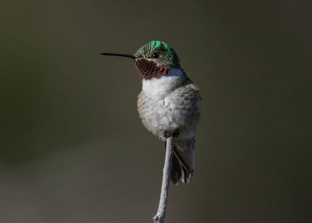 Broad-tailed Hummingbird