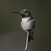 Broad-tailed Hummingbird