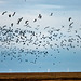 Birds, mainly lapwings at Parkgate