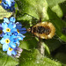 20200419 7270CPw [D~LIP] Wollschweber ( Bombylius major), Wald-Vergissmeinnicht (Myosotis sylvatica agg), Bad Salzuflen