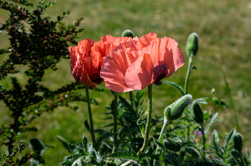 Poppies