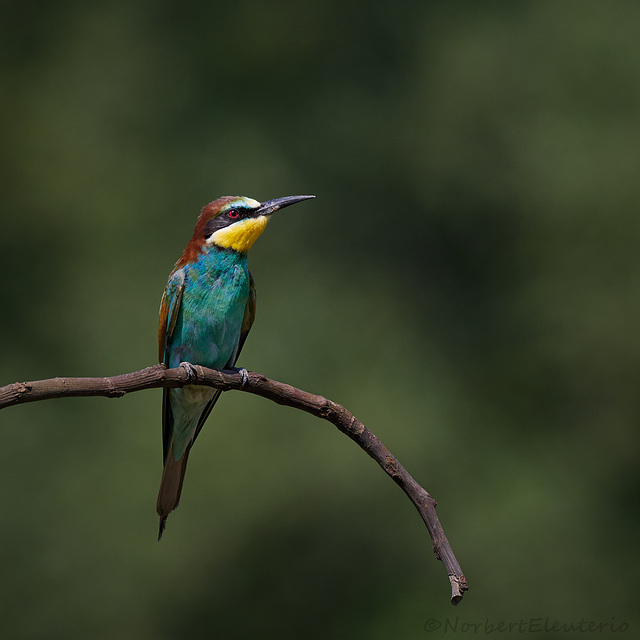 Guepier - Merops Apiaster