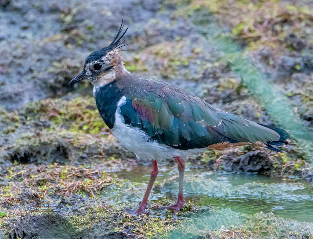 Lapwing