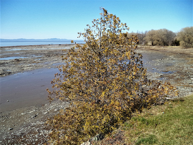 Arbuste du bas du fleuve