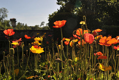 Dans les jardins du château de Courtanvaux