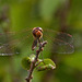 Ruddy Darter m (Sympetrum sanguinem) DSB 1508