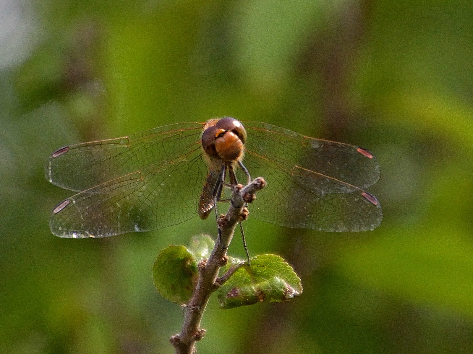 Ruddy Darter m (Sympetrum sanguinem) DSB 1508