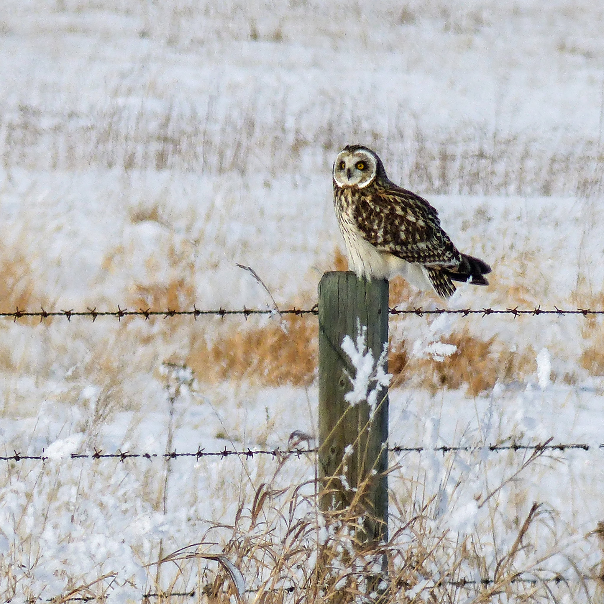 Short-eared Owl