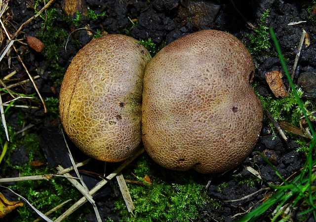 Earthball