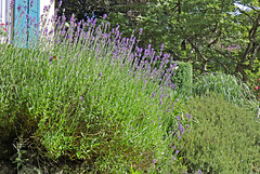 Schloss Andelfingen - Lavendel beim Pavillon