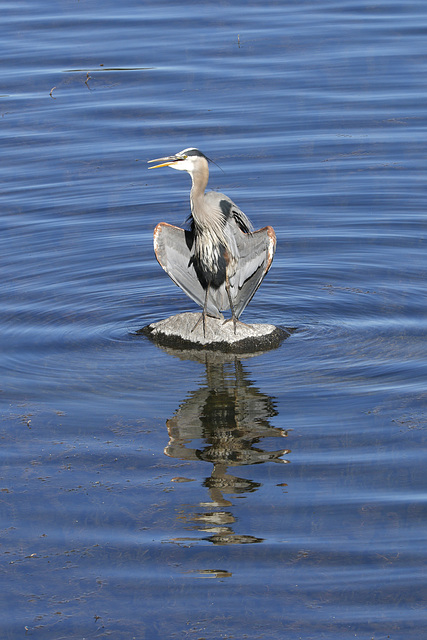 Great Blue Heron