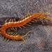 Centipede IMG_1947.