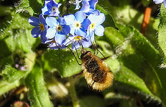 20200419 7271CPw [D~LIP] Wollschweber ( Bombylius major), Wald-Vergissmeinnicht (Myosotis sylvatica agg), Bad Salzuflen