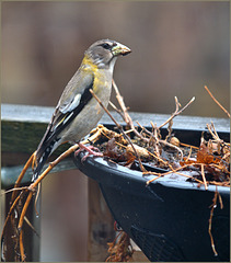 Grosbeak in the rain and fog