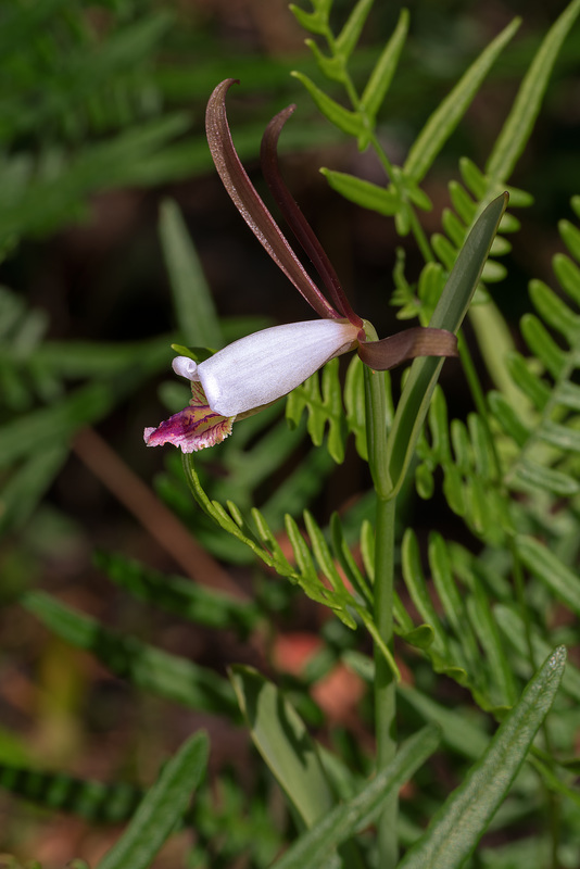 Cleistesiopsis oricamporum (Coastal Plain Pogonia)