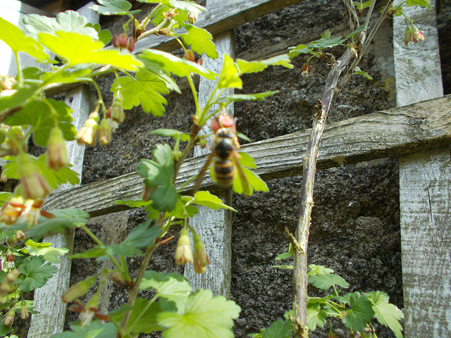 SoS[22] - blurred wood wasp {2 of 7}