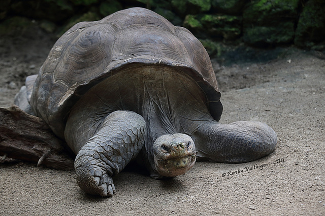 Galápagos-Riesenschildkröte (Zoo Zürich)