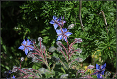 Bourrache dans la rosée