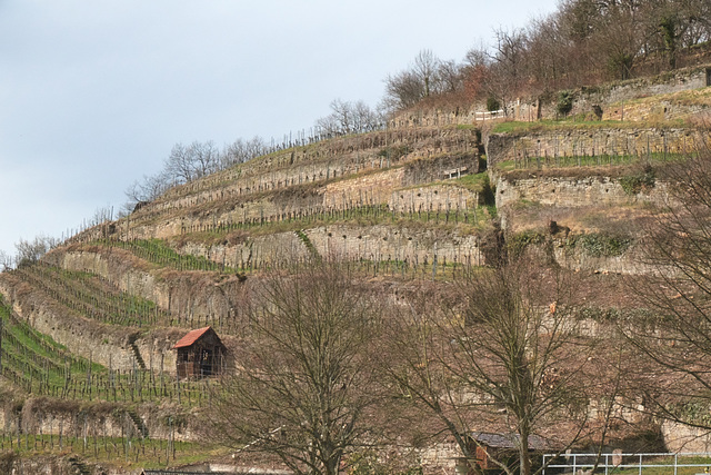 Weinberg in Maulbronn