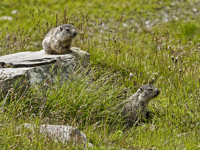 Marmots in the Forcola Valley