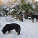 hondenfeestje in de sneeuw