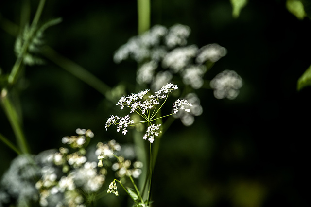 Cow Parsley