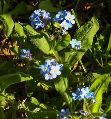 20200419 7272CPw [D~LIP] Wald-Vergissmeinnicht (Myosotis sylvatica agg), Bad Salzuflen