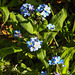 20200419 7272CPw [D~LIP] Wald-Vergissmeinnicht (Myosotis sylvatica agg), Bad Salzuflen