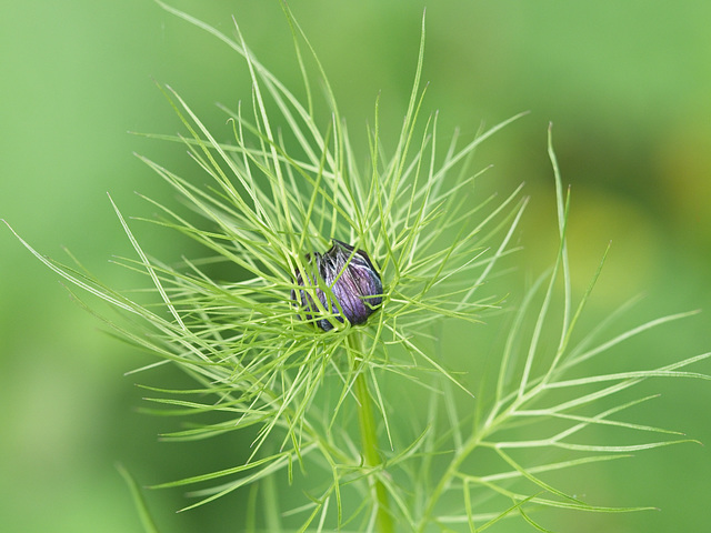 "Love-in-a-Mist  (Nigella)