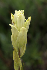 Northern Yellow Paintbrush