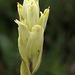 Northern Yellow Paintbrush