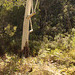 Eucalyptus dalrympleana, Mylor Parklands.