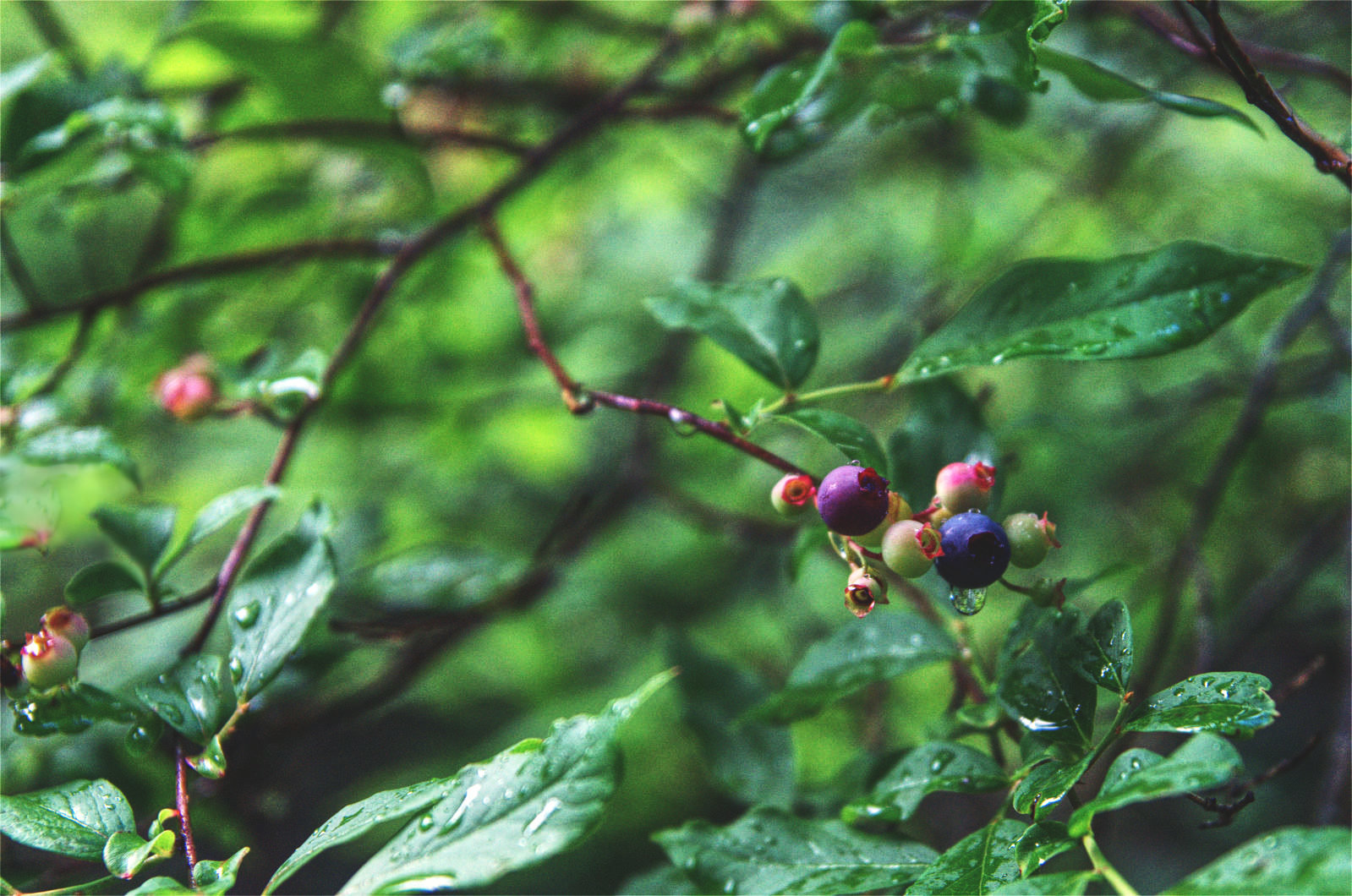 Blueberries