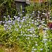 20210511 0169CPw [D~LIP] Wald-Vergissmeinnicht (Myosotis sylvatica agg), Bad Salzuflen
