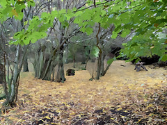 Autumn Leaves under the Willows