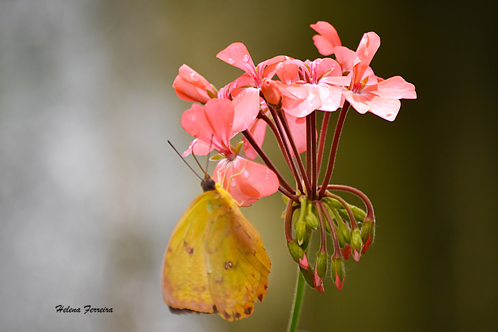 Yellow butterfly.