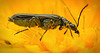Der Graugrüne Schenkelkäfers (Oedemera virescens) am Löwenzahn :)) The grey-green thigh beetle (Oedemera virescens) on the dandelion :)) Le coléoptère gris-vert des cuisses (Oedemera virescens) sur le pissenlit :))
