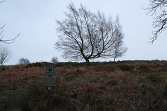 Middle Moor tree