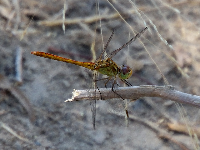 Ruddy Darter imm m (Sympetrum sanguinem) DSB 0964