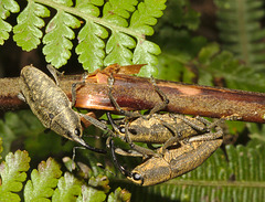 IMG 8089weevilsmatingpanoramaview