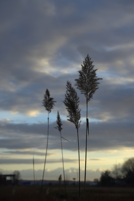 Sea oats