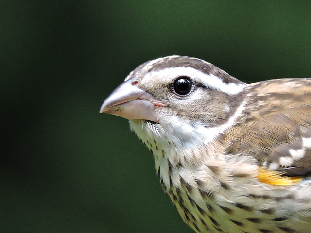 Rose-breasted Grosbeaks