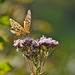 Butterfly, Oberhaslach, Alsace, France - 2017-08-28 1230929