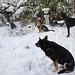 hondenfeestje in de sneeuw 2