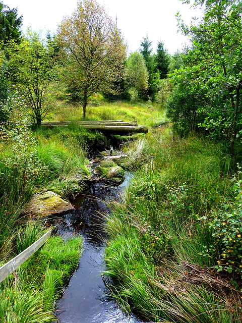 BE - Jalhay - Fagnes de Polleur